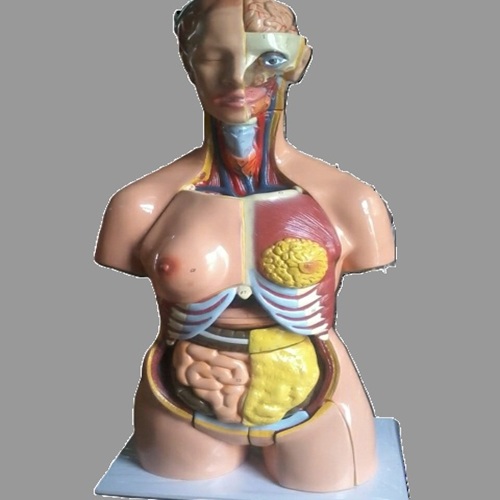 HUMAN BODY TORSO MODEL