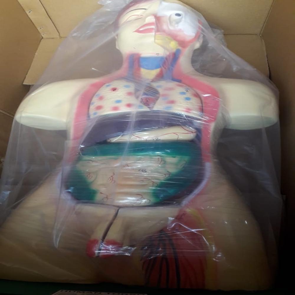 HUMAN BODY TORSO MODEL