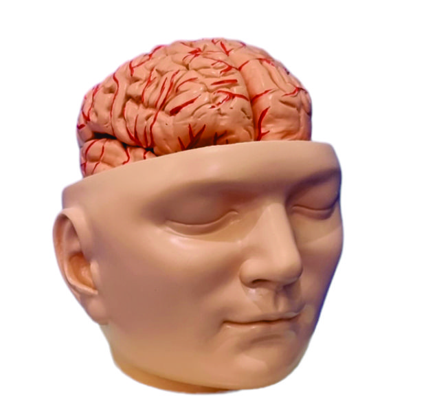 Brain With Head Model - Assembly: Pre-assembled/ Detachable Parts