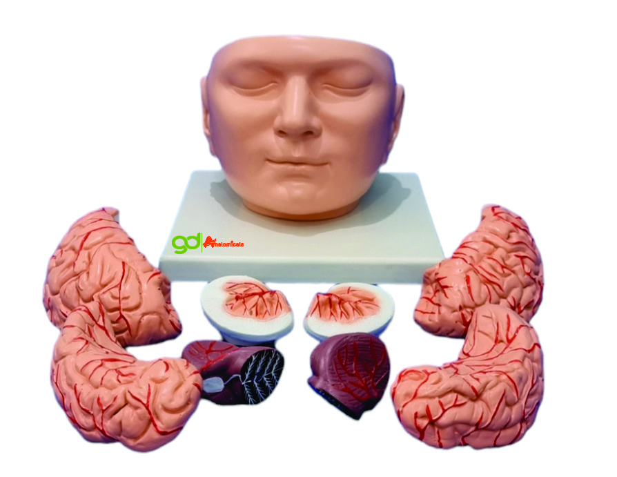 Brain With Head Model - Assembly: Pre-assembled/ Detachable Parts