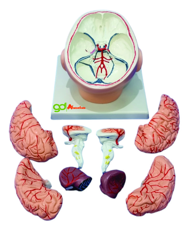 Brain With Head Model - Assembly: Pre-assembled/ Detachable Parts
