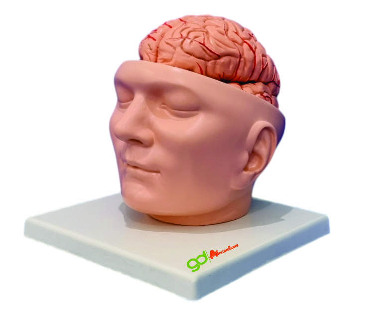 Brain With Head Model - Assembly: Pre-assembled/ Detachable Parts