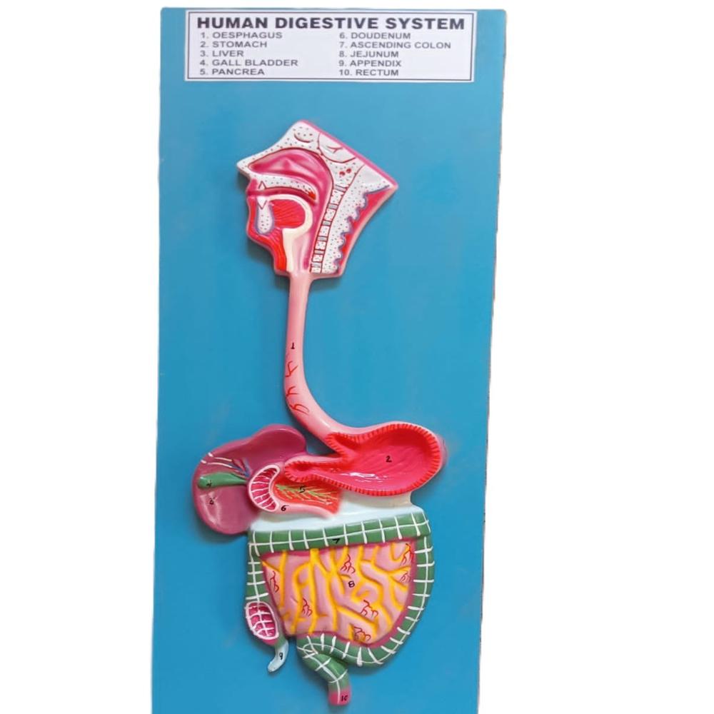 human digestive model