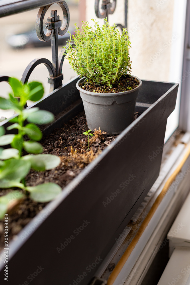  Plastic Planter supplier in kolkata 