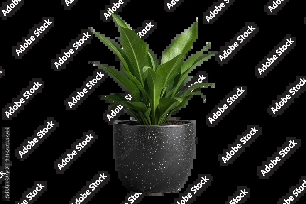 Fox Planter Dealers in Kolkata
