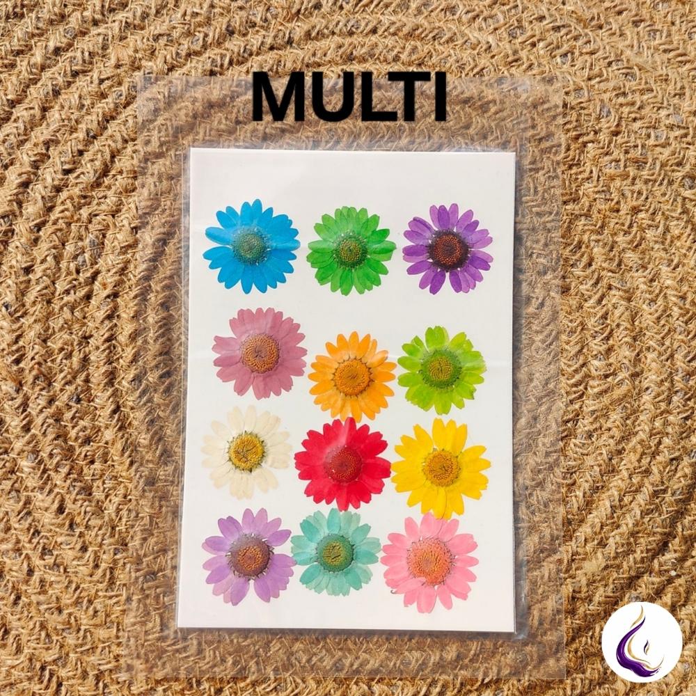 Pressed Daisy Flower Sheet - Color: Mixed