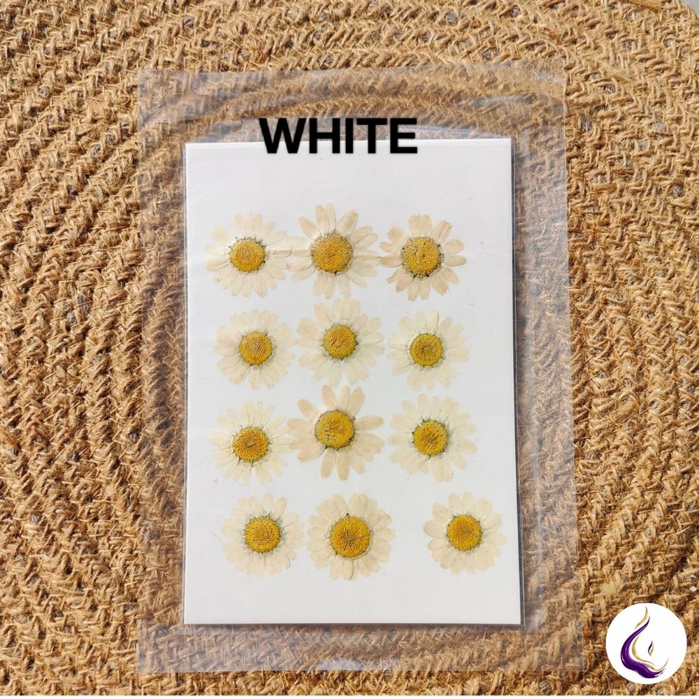 Pressed Daisy Flower Sheet - Color: Mixed