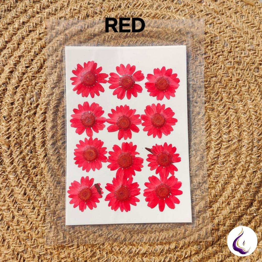 Pressed Daisy Flower Sheet - Color: Mixed