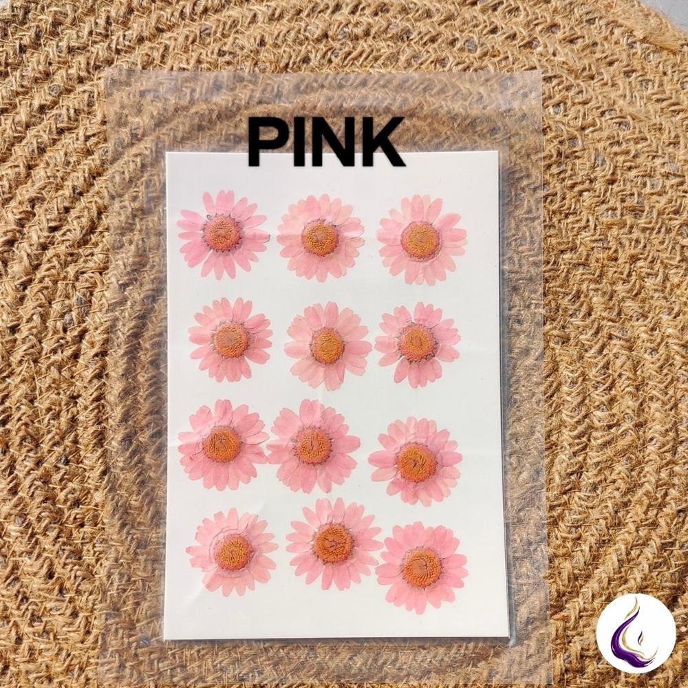 Pressed Daisy Flower Sheet - Color: Mixed