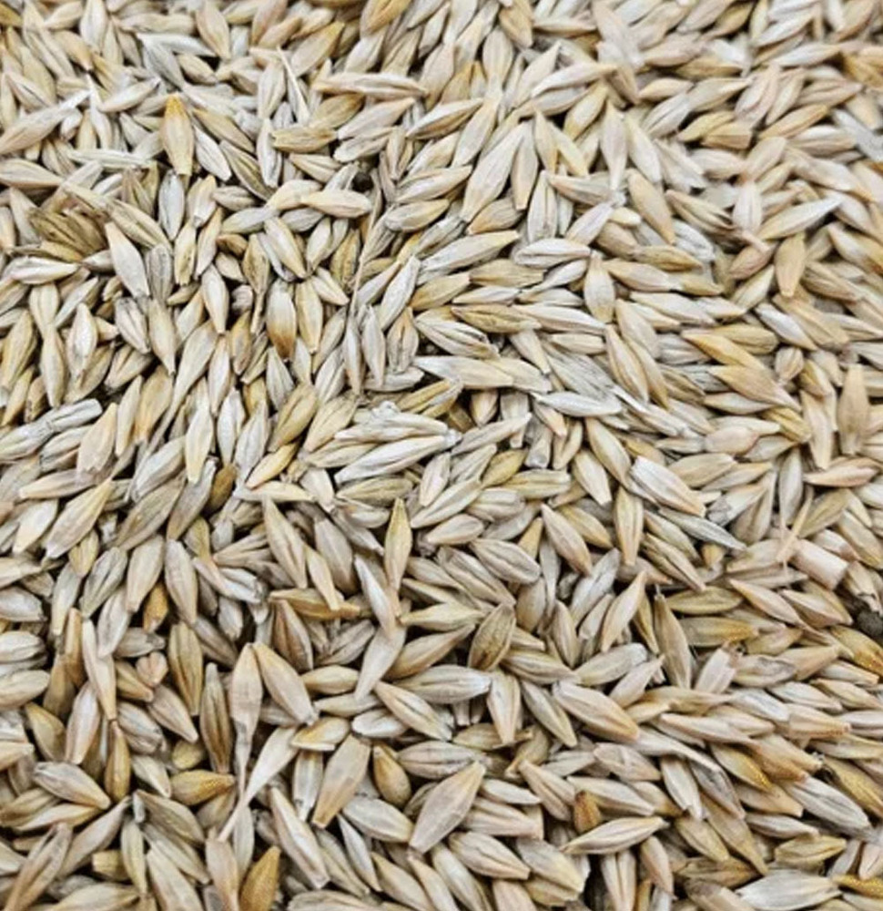 Barley Meal