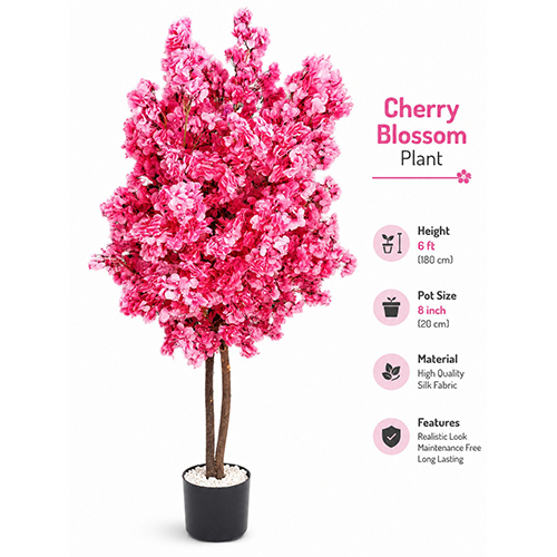 Cherry Blossom Plant