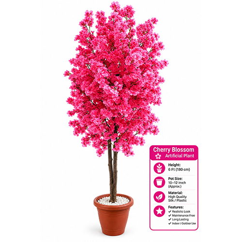 Cherry Blossom Plant