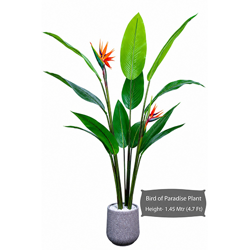 Bird Of Paradise Plant