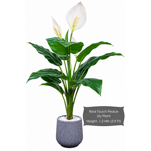 Real Touch Peace Lily Plant