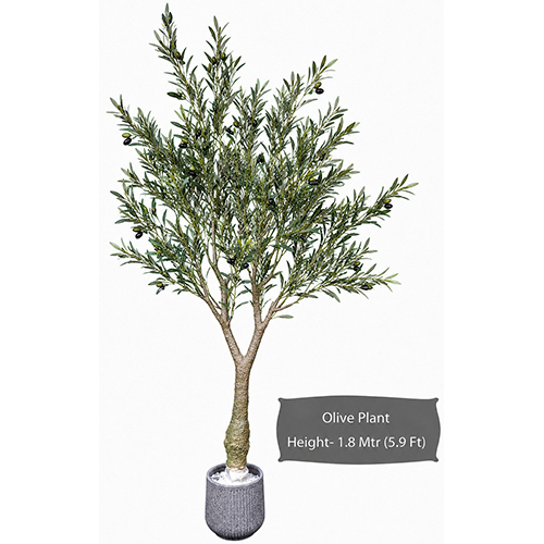 Olive Plant