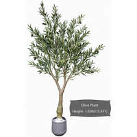 Olive Plant
