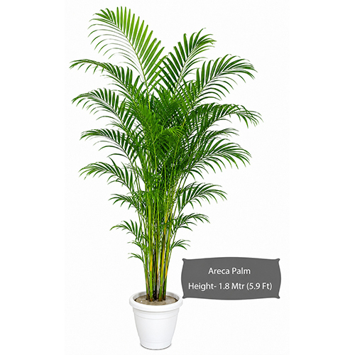 Areca Plant