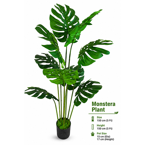 Monstera Plant