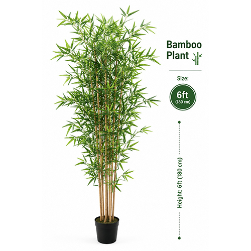 Bamboo Plant