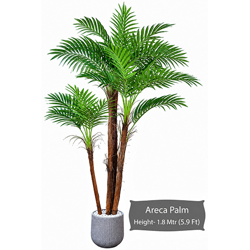 Areca Palm Plant