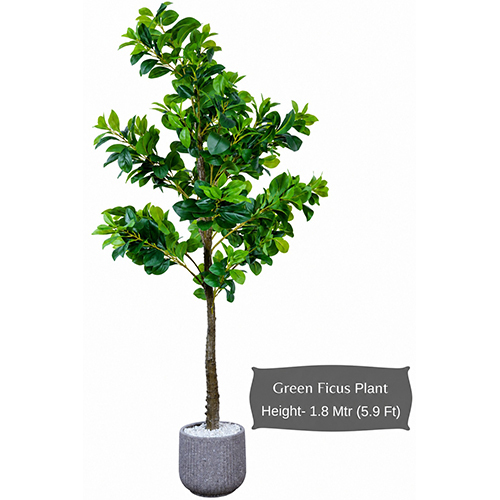 Green Ficus Plant