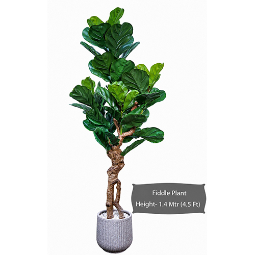 Fiddle Plant
