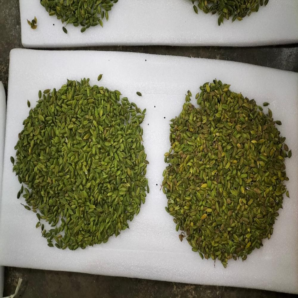 Cardamom Grader - Automation Grade: 5