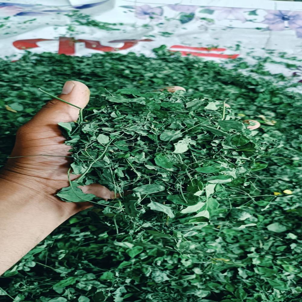 Moringa Leaves - Cultivation Type: Organic
