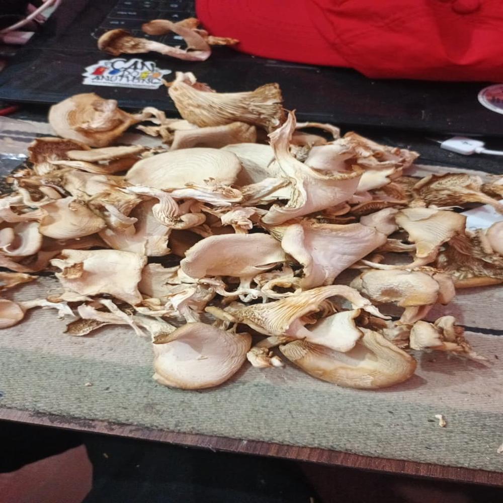 Dried Mushroom - Oyster, Medium Sliced, Light Brown | Sun Dried, Low Moisture, Crisp & Brittle, No Additives