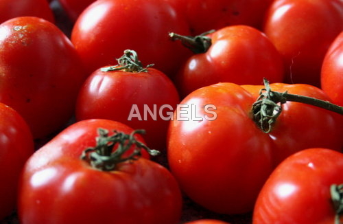 Fresh Tomatoes