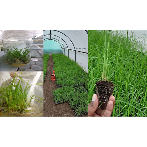 Sugar Tissue Culture Plant