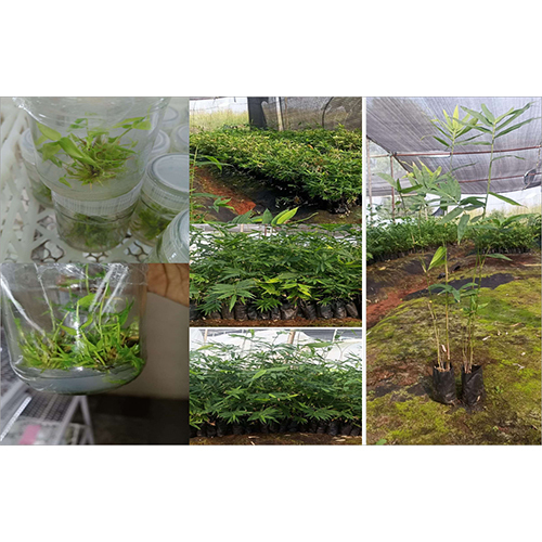 Bamboo Tissue Culture Plant Bamboo Tissue Culture Plant