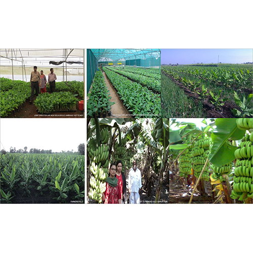 Banana Hardening Unit - Farmers Field Plant Banana Hardening Unit - Farmers Field Plant