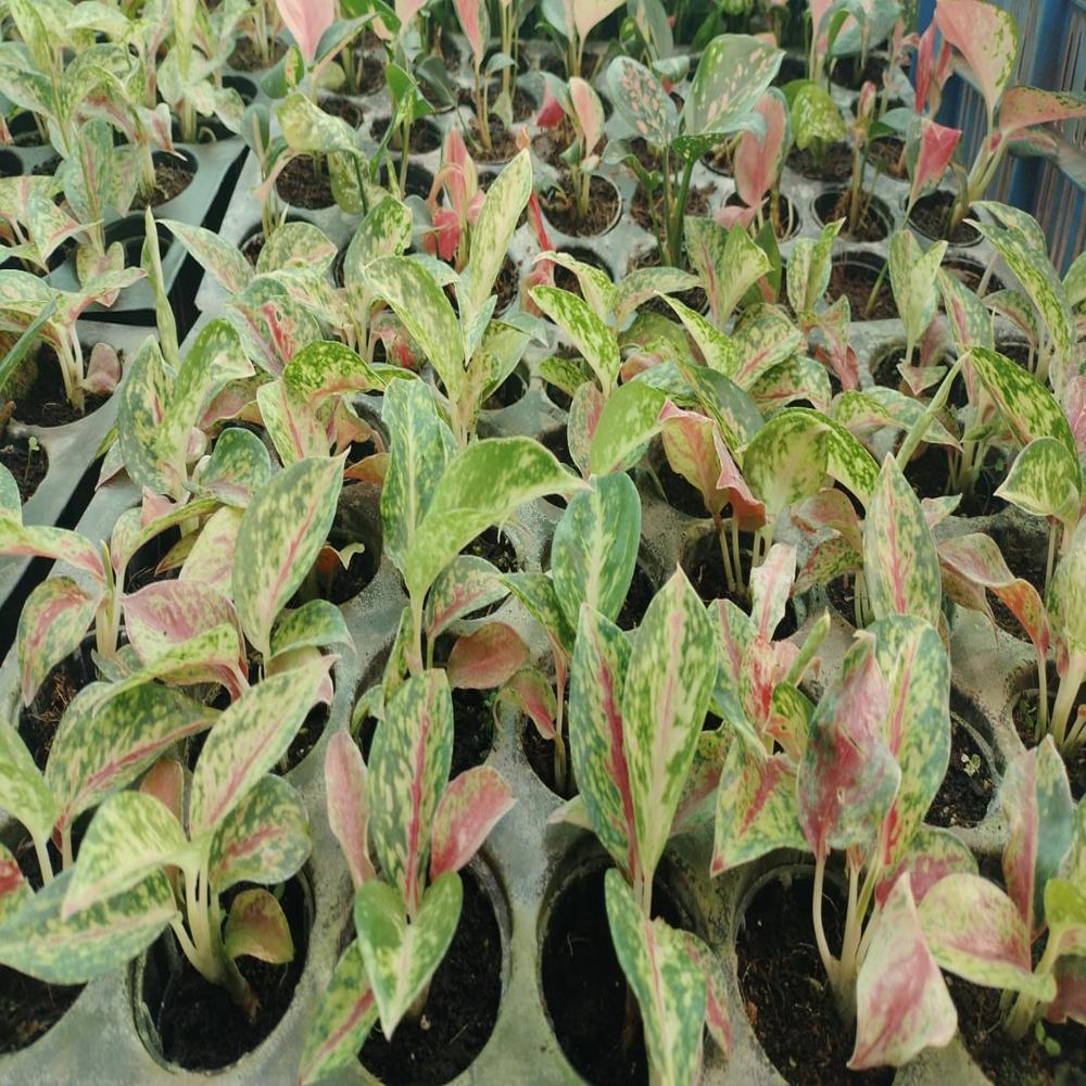 Aglaonemas Net pot