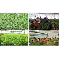 Gerbera Plant - Breed: Hybrid
