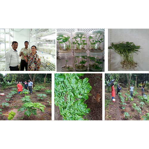 Amorphophallus Plant Amorphophallus Plant