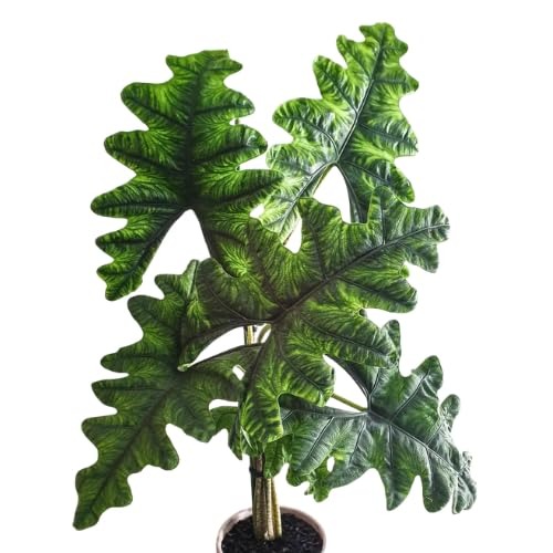 Alocacia Varities