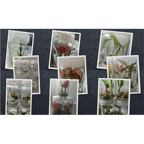 Mother Culture Plant Mother Culture Plant