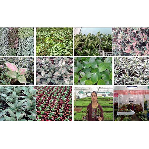 Ornamental Plant Ornamental Plant