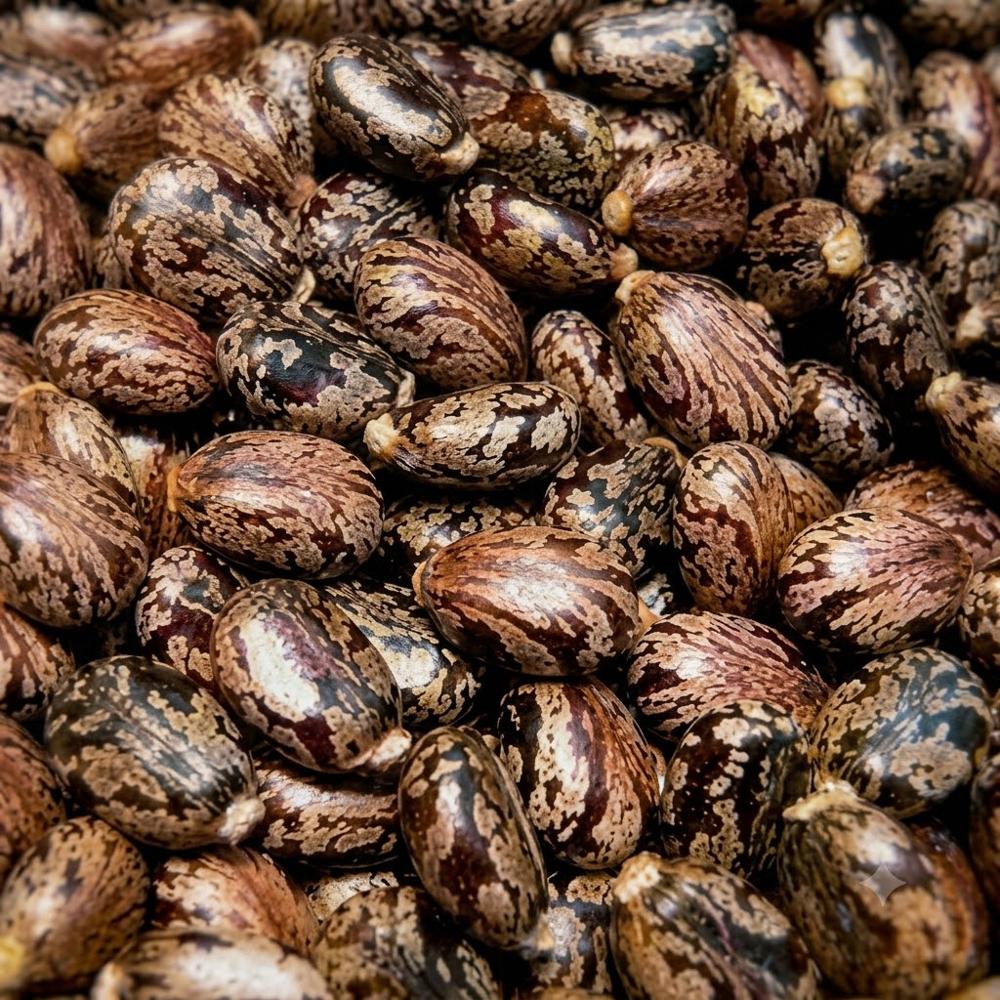 castor Seeds