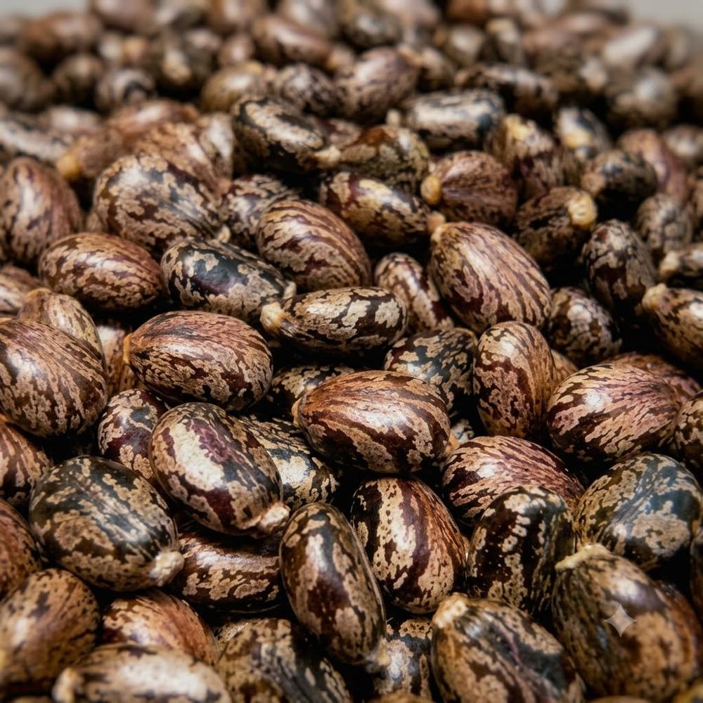 castor Seeds