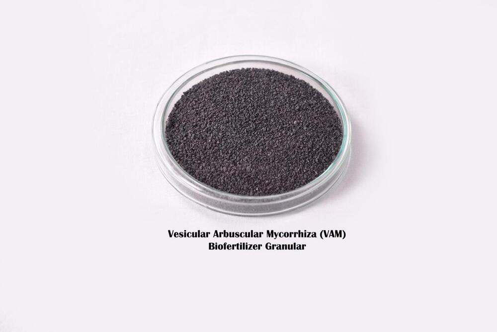 Vesicular Arbuscular Mycorrhizae granules