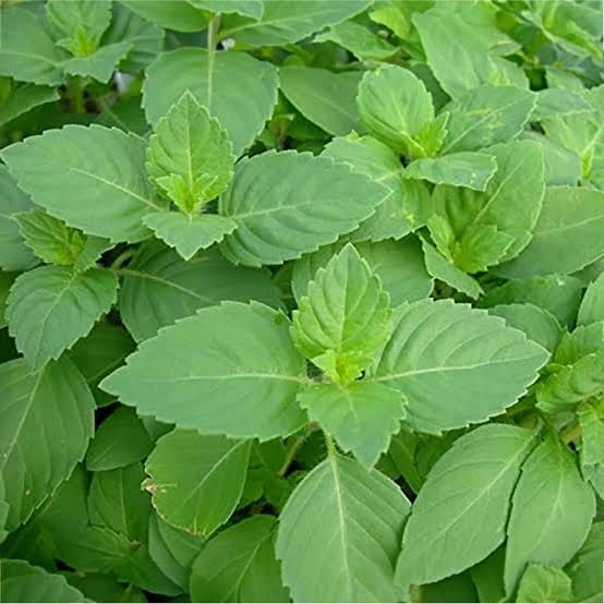 Tulsi Leaves