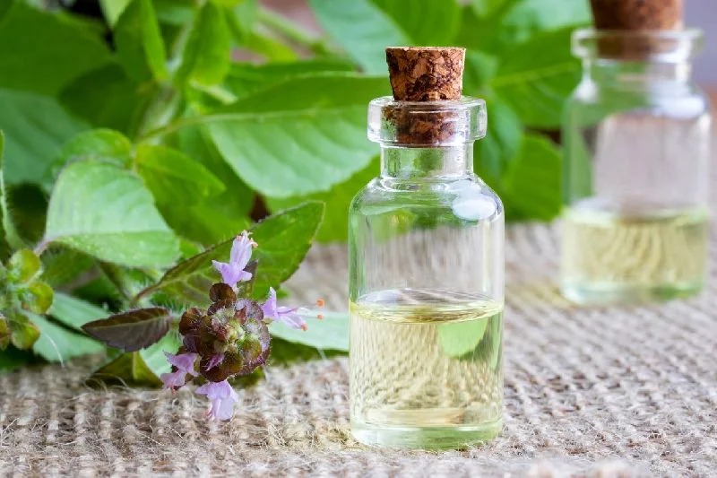 Tulsi Oil - Additives: No Additives
