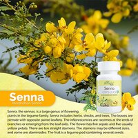 Senna Capsules