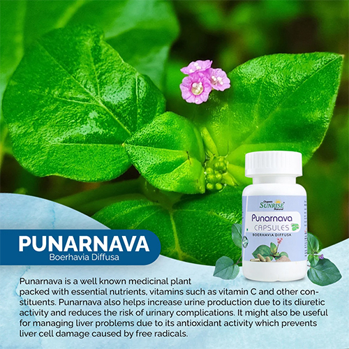 Punarnava Capsules - Age Group: For Adults