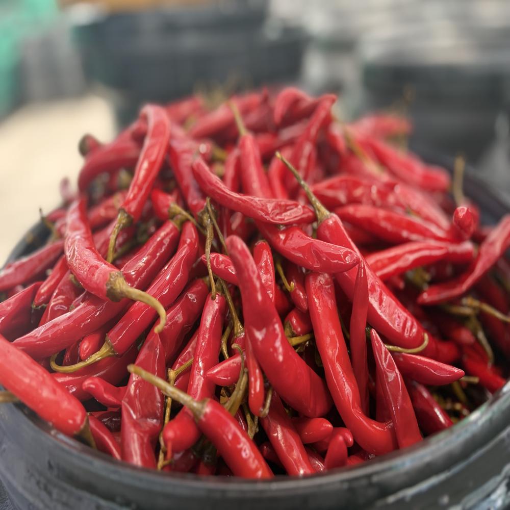 Preserved Red Paprika