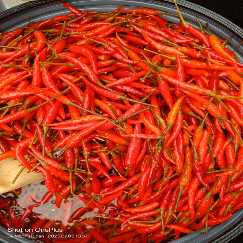 Preserved Red Chilli