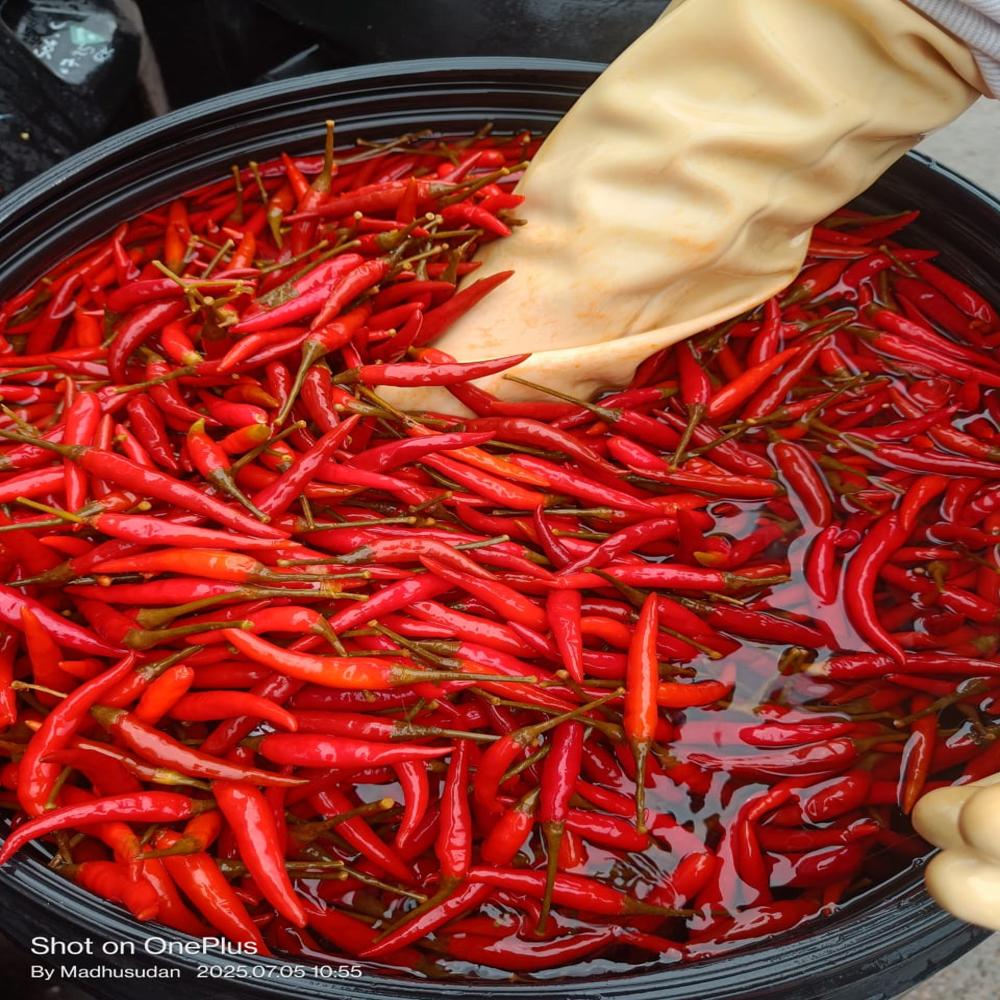 Preserved Red Chilli