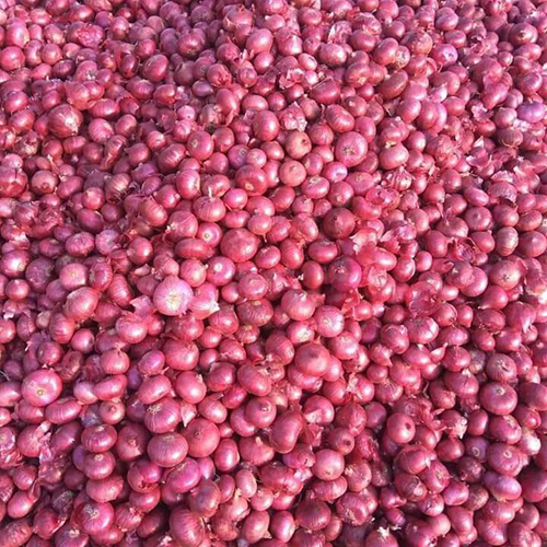 Fresh Onion